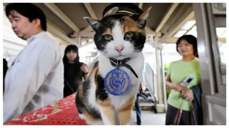 স্টেশনমাস্টারের দায়িত্বে বিড়াল!